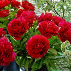 Божур Хенри с гигантски 20 см кичест червен цвят - Paeonia Henry Bockstoce Божур Хенри с гигантски 20 см кичест червен цвят - Paeonia Henry Bockstoce