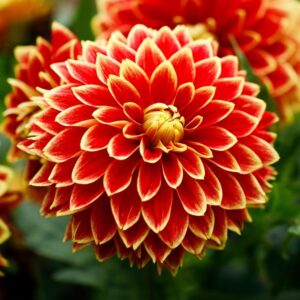 Далия Максим със супер ефектни чевено-оранжеви цветове - Dahlia Maxime Далия Максим със супер ефектни чевено-оранжеви цветове - Dahlia Maxime