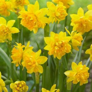 Нарцис чаровник кичестата букла - Narcissus Tete boucle