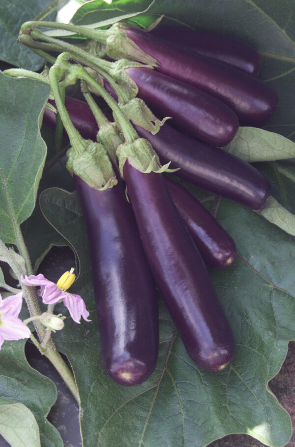 Патладжан без горчивина за саксия сорт Хензел превъзходен вкус - Eggplant Hansel F1