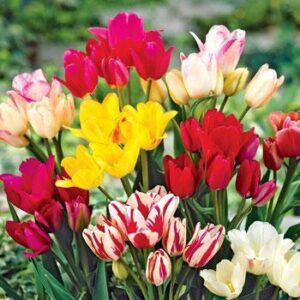 Лале с три до четири цвята тройно-четворно смес - Tulip multiflowering mix 3 Лале с три до четири цвята тройно-четворно смес - Tulip multiflowering mix 3
