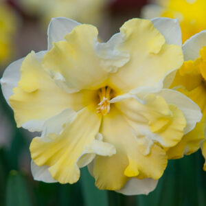 Нарцис къдрав супер едроцветен - Narcissus Cassata