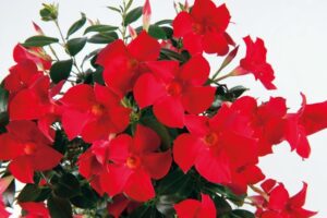 Дипладения многогодишна и увивна за слънчеви тераси - Dipladenia red