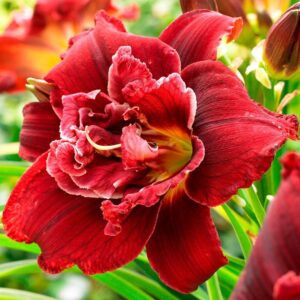 Хемерокалис с едър 15 см. ярко червен цвят - Hemerocallis red yellow Хемерокалис с едър 15 см. ярко червен цвят - Hemerocallis red yellow