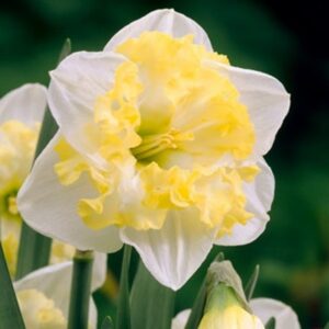 Нарцис двуцветен с къдрава лула Принтал - Narcissus Printal