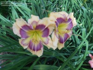 Хемерокалис Полет на дракона повторно цъфтящ - Hemerocallis Dragon flight Хемерокалис Полет на дракона повторно цъфтящ - Hemerocallis Dragon flight