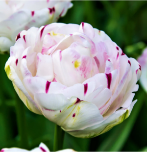 Едно от най-дълго цъфтящите лалета приказно красиво Шарен танц - Tulip Danceline