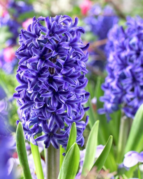Зюмбюл синьо-лилав с бял кант за саксия и домашно отглеждане - Hyacinthus Blue Jacket
