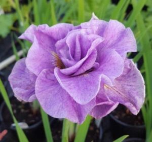 Ирис кичест не изчезващ и саморазмножаващ се с цвят на роза - Iris Pink Parfait