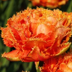 Лале хем кичесто хем ресничесто бронзово оранжево - Tulip Sensual touch Лале хем кичесто хем ресничесто бронзово оранжево - Tulip Sensual touch