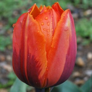 Наградено лале двуцветно Ермитаж - Tulip Hermitage