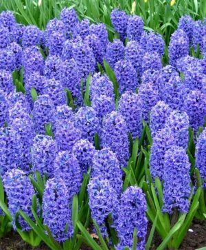 Зюмбюл наситено лилаво-син - Hyacinthus Blue jacket