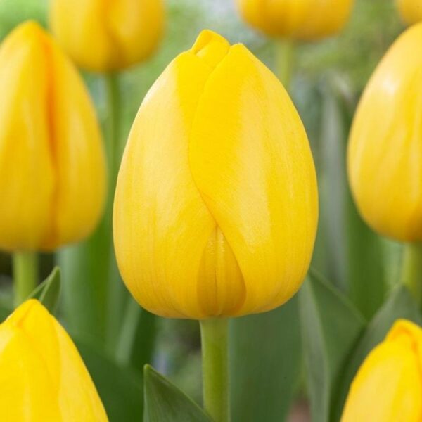 Лале Слънчево жълто високо - Tulip novi sun