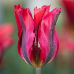 Лале двуцветно със здраво стъбло - Tulip Pimpernel