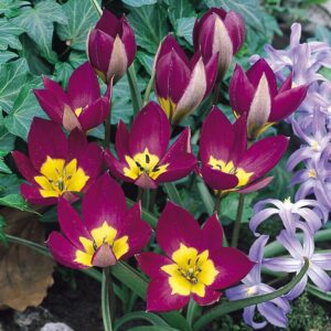Лале ботаническо Персийска перла - Tulip persian pearl Лале ботаническо Персийска перла - Tulip persian pearl