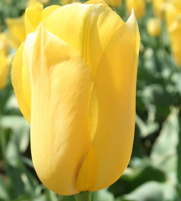 Лале Ян Ван Нес с ярко жълт цвят и здраво стъбло - Tulip Jan Van Nes