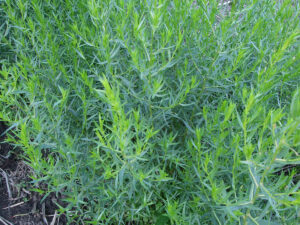 Естрагон многогодишна лековита и ароматна билка - Artemisia dracunculus