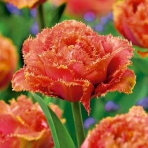 Лале приличащо на роза и божур Нежно докосване - Tulip sensual touch