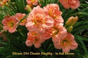 Хемерокалис кичеста класика - Hemerocallis double classic Хемерокалис кичеста класика - Hemerocallis double classic