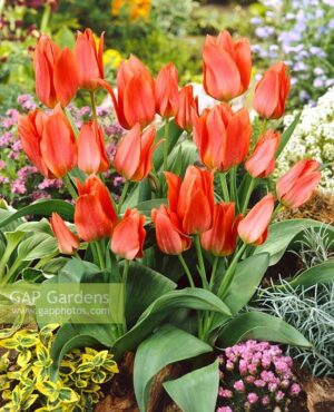 Лале Торонто цъфти с 3 до 5 цвята от всяко стъбло и не изчезва през годините - Tulip Toronto