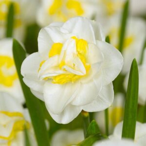 Нарцис Салю кичест и накъдрени цветове - Narcissus Salou