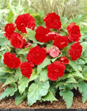 Червена нон-стоп цъфтяща бегония - Begonia non stop red