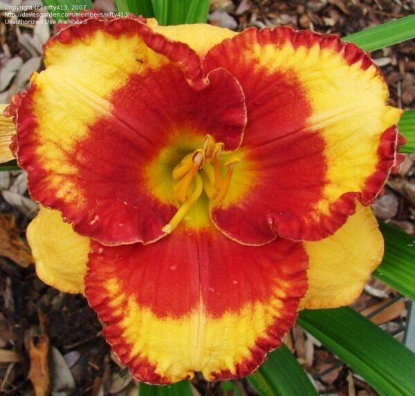 Хемерокалис Конте цъфти няколко пъти на сезон с едри ярки цветове - Hemerocallis Andy Dandy