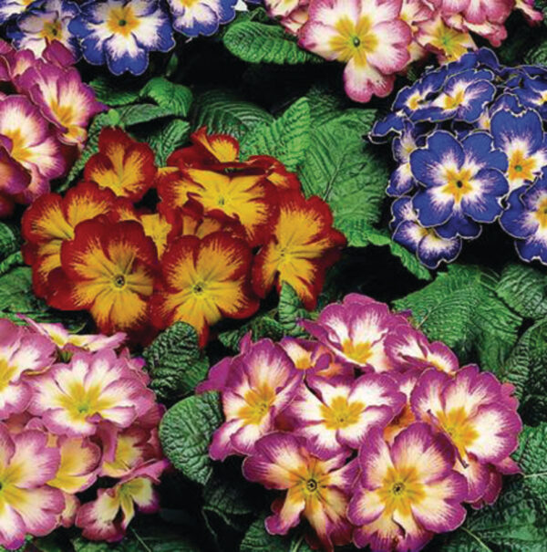 Примула ароматна най-студоустойчива смес с едри цветове - Primula elatior f1 Crescendo mix