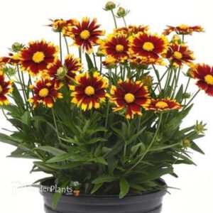 Кореопсис многогодишен невероятен великолепен за слънце смес - Coreopsis dwarf mix Кореопсис многогодишен невероятен великолепен за слънце смес - Coreopsis dwarf mix