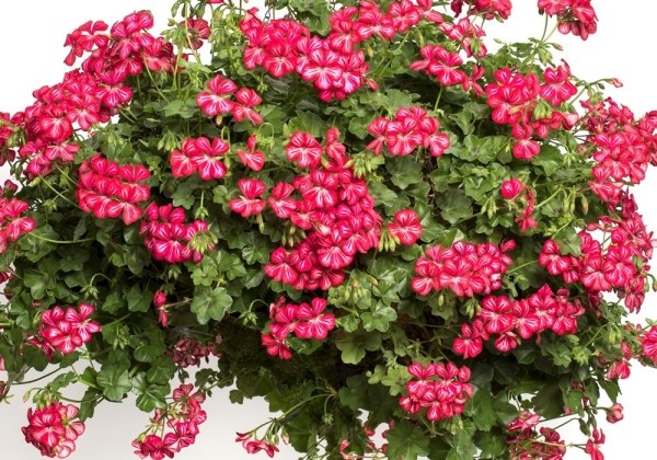 Мушкато висящо шарено червено с бяло 3 броя саксии - Pelargonium Mexica Ruby - Image 2