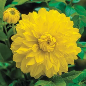 Далия Слава на Хемщтед с цвят на жълта водна лилия - Dahlia glory of Heemstede Далия Слава на Хемщтед с цвят на жълта водна лилия - Dahlia glory of Heemstede