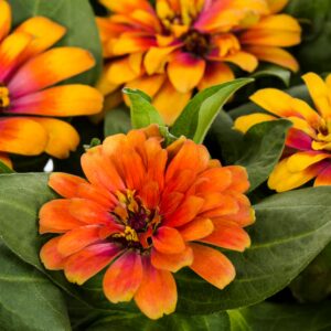 Циния дизайнерска Слънчев блясък с уникална разцветка - Zinnia profusion red & yellow Циния дизайнерска Слънчев блясък с уникална разцветка - Zinnia profusion red & yellow