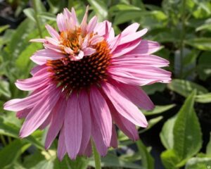 Уникална Ехинацея с двуетажни цветове медоносна - Echinacea Doubledecker Уникална Ехинацея с двуетажни цветове медоносна - Echinacea Doubledecker