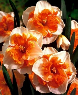 Нарцис не изчезва с едър цвят ароматен с оранжева лула - Narcissus Orangery