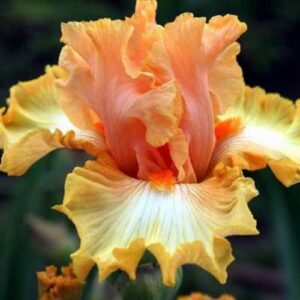 Ирис трицветен Оранжева каляска - Iris Orange chariot