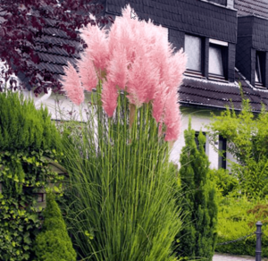 Кортадерия най-романтичната и красива розова трева - Cortaderia pink