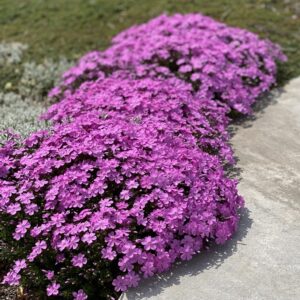 Флокс почвопокривен цъфти изобилно не мръзне - Phlox sobulata