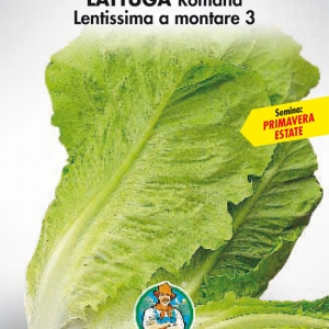 Маруля Романа светло зелена гордостта на Италия - Latuga  Romana Lentissima a montare 3