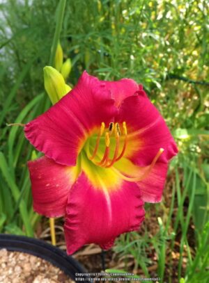 Хемерокалис многогодишен с 10 см цвят ранна птица - Hemerocallis spacecoast early bird Хемерокалис многогодишен с 10 см цвят ранна птица - Hemerocallis spacecoast early bird