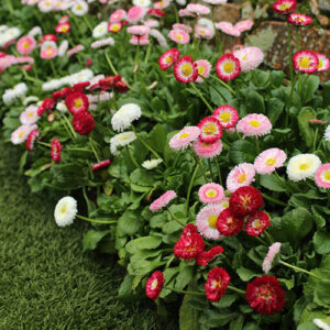 Белис многогодишен красивата Дейзи 50 броя семена - Bellis perennis Bella Daisy mix Белис многогодишен красивата Дейзи 50 броя семена - Bellis perennis Bella Daisy mix