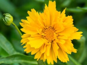 Кореопсис многогодишен кичест за слънце със златен медал - Coreopsis Presto Кореопсис многогодишен кичест за слънце със златен медал - Coreopsis Presto