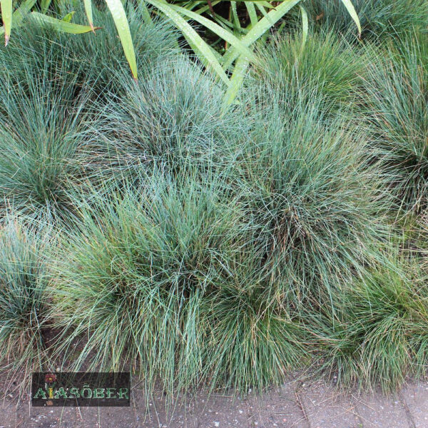 Зимоустойчива многогодишна синя трева засадена в саксия - Festuca festina