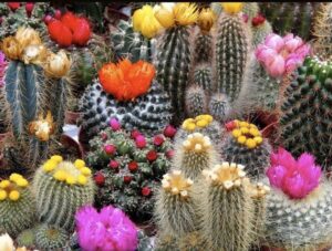 Семена за кактуси смес - Cactus seeds mix Семена за кактуси смес - Cactus seeds mix