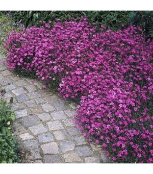 Диантус карамфил смес много ароматен - Dianthus deltoides mix Диантус карамфил смес много ароматен - Dianthus deltoides mix
