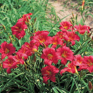 Хемерокалис Звезда в червено цъфти от май до октомври - Hemerocallis stella in red Хемерокалис Звезда в червено цъфти от май до октомври - Hemerocallis stella in red