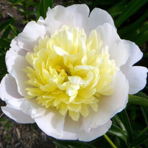 Божур двуцветен силно ароматен бял кичест с жълто - Paeonia Primevere