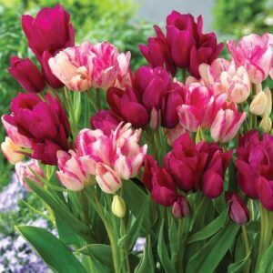 Лале букетен микс от тройни и четворни лалета - Tulip fun colors Лале букетен микс от тройни и четворни лалета - Tulip fun colors