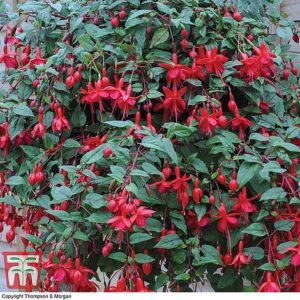Фуксия многогодишна подходяща и за жив плет семена - Fuchsia magellanica