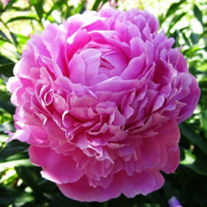 Божур Ема едроцветен и изцяло кичест цъфти до края на Юни - Paeonia Emma Klehm Божур Ема едроцветен и изцяло кичест цъфти до края на Юни - Paeonia Emma Klehm