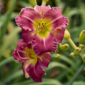 Хемерокалис многогодишен с 10 см цвят ранна птица - Hemerocallis spacecoast early bird Хемерокалис многогодишен с 10 см цвят ранна птица - Hemerocallis spacecoast early bird